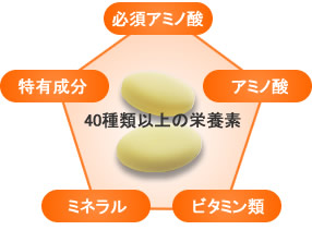 40��ވȏ�̉h�{�f